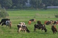 Cows herd Royalty Free Stock Photo