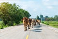 Cows, Herd of cows walking on the street Royalty Free Stock Photo