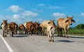 Cows, Herd of cows walking on the street Royalty Free Stock Photo