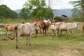 Cows Royalty Free Stock Photo