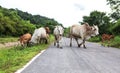 Cows herd are feeding beside the road