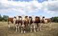 Cows in herd, montbeliarde, side by side, standing upright in a dry meadow, in the jura, france