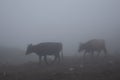 Cows herd in thick fog walking in gloomy sinister overcast on mountain slope. Highlands cattle breeding. Grey haze landscape.