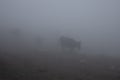 Cows herd in thick fog walking in gloomy sinister overcast on mountain slope. Highlands cattle breeding. Grey haze landscape.