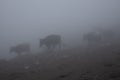 Cows herd walking home in gloomy thick fog in highlands. Sinister spooky weather in mountain landscape with cows.