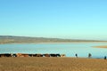 Cows and herdsmen on lake background