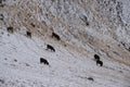 Cows in the snow-covered mountain pasture