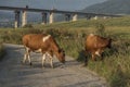 Cows and highway bridge near Ruzomberok town Royalty Free Stock Photo