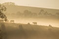 Cows on the hills at dawn