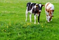 Cows (Holstein) in a meadow Royalty Free Stock Photo