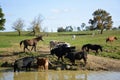 Cows and horse out at the ranch water hole located Cowtown New Jersey.