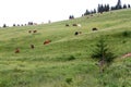 Cows and horses graze in an alpine meadow on a slope among fir trees in the mountains Royalty Free Stock Photo