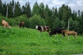 Cows and horses graze on the field Royalty Free Stock Photo