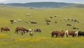 Cows and Horses grazing grass Royalty Free Stock Photo