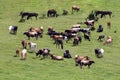 Cows and horses grazing on green field relaxing summer