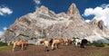 Cows and horses under Monte Pelmo in Italian Dolomities Royalty Free Stock Photo