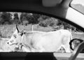 Cows in the mountains of Italy shot from a car window Royalty Free Stock Photo