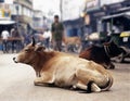 Cows in India Royalty Free Stock Photo