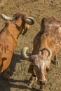 Cows-India