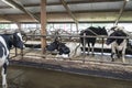 Cows inside barn on dutch farm in holland Royalty Free Stock Photo