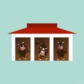 Cows inside the barn Royalty Free Stock Photo