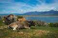 Cows on island of St. Ahileos at Lake Prespa, Greece