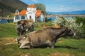 Cows on island of St. Ahileos at Lake Prespa, Greece