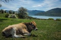 Cows on island of St. Ahileos at Lake Prespa, Greece