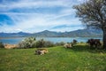 Cows on island of St. Ahileos at Lake Prespa, Greece