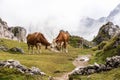 Cows in the Italian Dolomites seen on the hiking trail Col Raiser, Italy Royalty Free Stock Photo