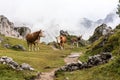 Cows in the Italian Dolomites seen on the hiking trail Col Raiser, Italy Royalty Free Stock Photo