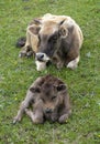 Cows in Kalajun Grassland