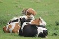 Cows kept in the green Royalty Free Stock Photo