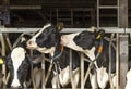 Cows kiss each other, looking heads in row in a stable during feeding time Royalty Free Stock Photo