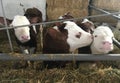 Cows kissing at the farm barn