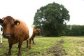 Cows, Koeien