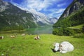 Cows and Koenigssee Royalty Free Stock Photo