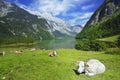 Cows and Koenigssee