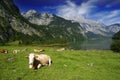 Cows and Koenigssee Royalty Free Stock Photo