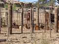 Cows in a kraal Royalty Free Stock Photo