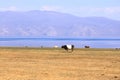 Cows in Kyrgyzstan at Lake Song-Kul (Song-Kol