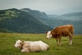 Cows in La Croisette, Saleve Royalty Free Stock Photo