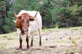 A brown and white cow looking straight to the camera. Royalty Free Stock Photo