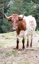 A brown and white cow looking straight to the camera. Royalty Free Stock Photo