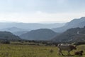 Cows on the land with hills.