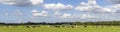 Cows landscape grazing in the field, summer and sunny in Dutch landscape of flat land and a blue sky with clouds Royalty Free Stock Photo