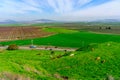 Cows, and the landscape of Jezreel valley countryside