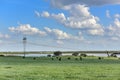 Cows landscape in La Pampa