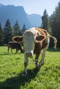 Cows. Landscape protection area AchstÃÂ¼rze. Cattle and alps in the background.