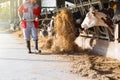 Cows in large cowshed eating hay with farmer and hay bales